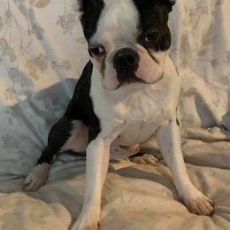 Boston Terriers from AKC Boston Terriers by Jean Marie