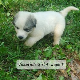 Girl 3 - White and badger female Great Pyrenees puppy in Nicholson, Georgia from Pony Trail Farm