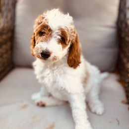 Marshmallow - Parti female Goldendoodle puppy in Bradenton, Florida from Christianna’s Mini Goldendoodles