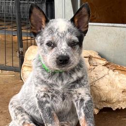 Boy 6 - Blue mottled male Australian Cattle Dog puppy in Irvington, Kentucky from Dry Valley’s Australian Cattle Dogs