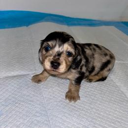 Dolly's Dapple - Dapple male Dachshund puppy in Rattan, Oklahoma from Burgett’s Barnyard Dachshunds