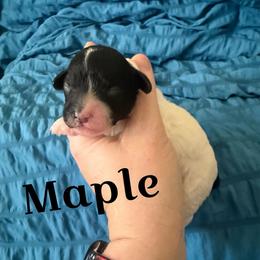 Maple - Black and white female Cavapoo puppy in Sun City, Arizona from AZ Cavapoos