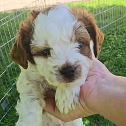 Onyx - Blenheim male Cavapoo puppy in Blackfoot, Idaho from Rocky Desert Goldens and Cavaliers