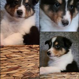 Shetland Sheepdog Puppies from Henotic Homestead
