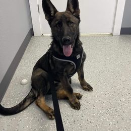 German Shepherd Puppies from Triple K Kennels