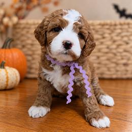 Emmylou (Annabelle) - Red  female Goldendoodle puppy in Hendersonville, Tennessee from Ben's Best Buddy Goldendoodles