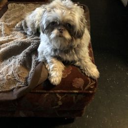 Pomeranian and Shih Tzu Puppies from Cobb Mountain Shihtzus