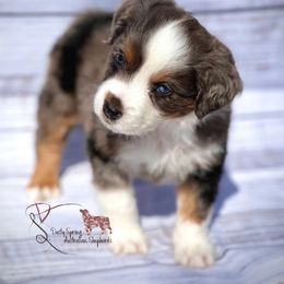 Miniature American Shepherd, Miniature Australian Shepherd, and Toy Australian Shepherd Puppies from Dusty Spring Australian Shepherds