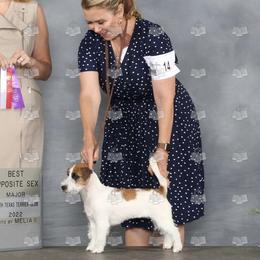 Russell Terriers from Cherie Dalton