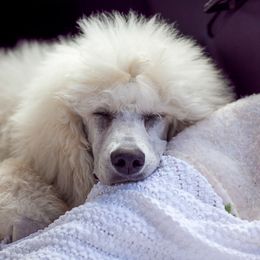 Poodle Puppies from Wispynook Poodles