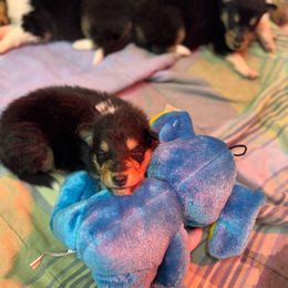 Girl 2 - Black white and tan female Collie puppy in Allendale, Michigan from River-Valley Collies