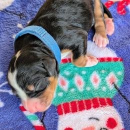 Dark Blue - Tri-color male Bernedoodle puppy in Beaumont, Texas from Joy's Dood Ranch