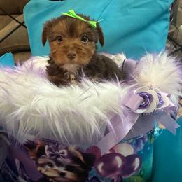 Boy 1 - Chocolate and tan male Yorkshire Terrier puppy in Milton, Florida from Sassenach Yorkie Kennels
