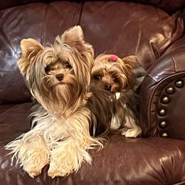 Biewer Terrier and Yorkshire Terrier All Grown Up from Judy McCallum