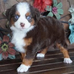 Red Tri 2 Blue Eyes - Red tri male Miniature Australian Shepherd puppy in Lawton, Oklahoma from Lindsey’s Aussies