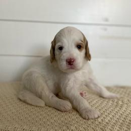 Freddie - Parti male Goldendoodle puppy in Stanford, Kentucky from Holloway Goldendoodles
