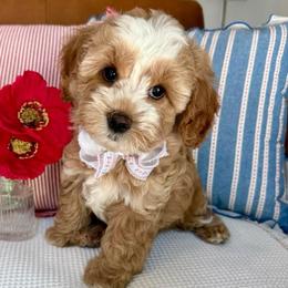 Bentley - male Cavapoochon puppy in Lucas, Ohio from Apricot Lane Puppy