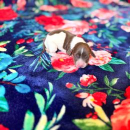 Ruby - Piebald female Dachshund puppy in Salters, South Carolina from Long-Pine Dachshund