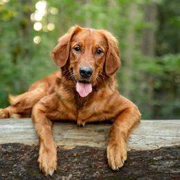 Akari - Golden Retriever