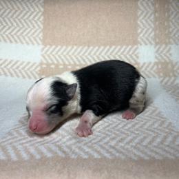 Bo - Blue merle male Miniature Australian Shepherd puppy in Alabama from SBA Aussies