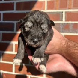 Green - Sable and white male Siberian Husky puppy in Virginia Beach, Virginia from Fly Siberian