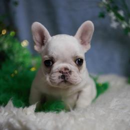 Apple Juice - Cream male French Bulldog puppy in Warsaw, New York from Hillview Kennels