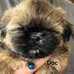 Doc - Chocolate and tan male Shih Tzu puppy in Bloomfield, Indiana from Meihem Pups