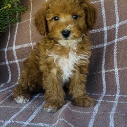 Poodles from Savannah Unger