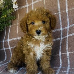 Poodles from Savannah Unger