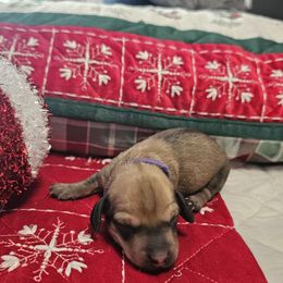Sparkles - Fawn (isabella) and tan female Dachshund puppy in Queen Creek, Arizona from Wigglebutts Miniature Dachshund Az