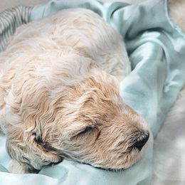 Poodle Puppies from Serene Arenas' Standard Poodles