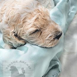 Poodle Puppies from Serene Arenas' Standard Poodles