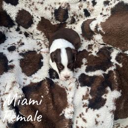 Miami - Red female Aussiedoodle puppy in Cleveland, Tennessee from C&S Kennels