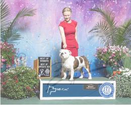 Tia - Bulldog