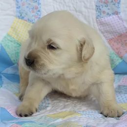 Golden Retriever Puppies from Tradition Kennel Retrievers and Spaniels
