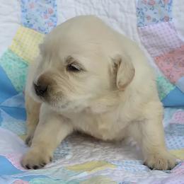 Golden Retriever Puppies from Tradition Kennel Retrievers and Spaniels
