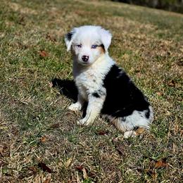 Donner - Blue merle female Australian Shepherd puppy in Blairsville, Georgia from Georgia Peach Aussies