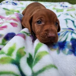 Vizsla Puppies from Countryside Vizslas