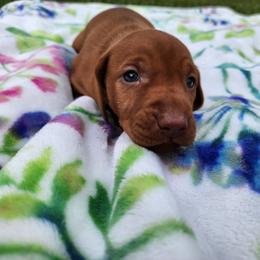 Vizsla Puppies from Countryside Vizslas