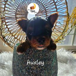 Huxley - Black and tan male Yorkshire Terrier puppy in Moses Lake, Washington from Harmony Hills Yorkies