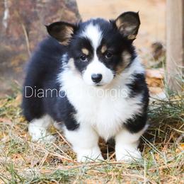 American Corgi, Cardigan Welsh Corgi, and Pembroke Welsh Corgi Puppies from Diamond Corgis