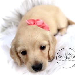 Dachshund Puppies from Bald Mountain Dachshunds