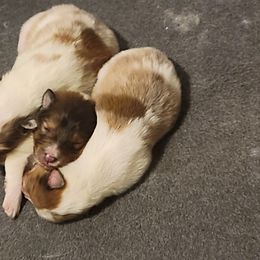 Shetland Sheepdog Puppies from Clark Kennel Shelties
