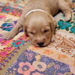 White Collar - Golden male Golden Retriever puppy in Section, Alabama from Country Girl Golden Retrievers