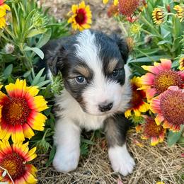 Mary - Blue merle female Australian Shepherd puppy in Wauneta, Nebraska from 4H Aussies