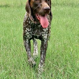 Lorelei - German Shorthaired Pointer