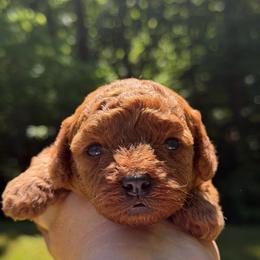 Boy 2 - Red male Cavapoo puppy in Haleyville, Alabama from Susan’s Prefurred Doodles