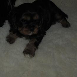 Awesome Albert - Black and tan male Cavalier King Charles Spaniel puppy in Harvard, Illinois from Lori's Cavalier King Charles Spaniels & Dachshunds