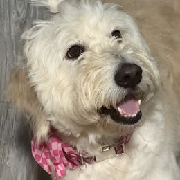 Harlee - Goldendoodle