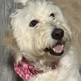 Harlee - Goldendoodle